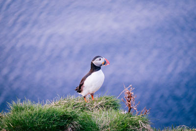 Seagull perching on a lake