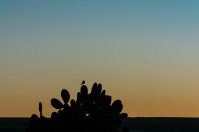 Close-up of silhouette cactus against clear sky during sunset