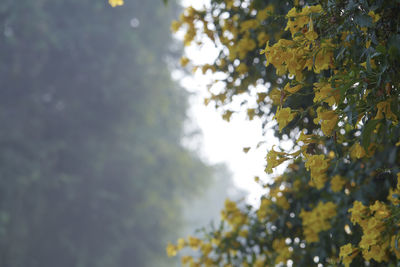 Low angle view of a tree