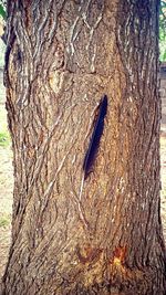 Close-up of tree trunk