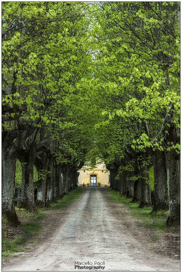 the way forward, tree, transfer print, diminishing perspective, growth, green color, vanishing point, auto post production filter, footpath, empty, road, transportation, nature, plant, narrow, tranquility, walkway, day, pathway, long