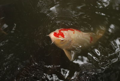 High angle view of koi carps swimming in lake