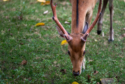 Deer on grassy field