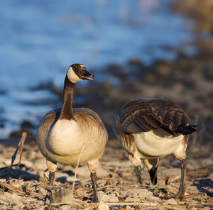 Close-up of canada geese perching on lakeshore