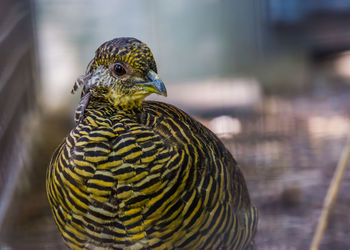 Close-up of a bird