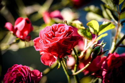 Close-up of pink flowers blooming outdoors
