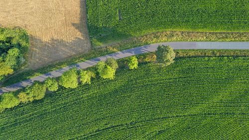 High angle view of agricultural field