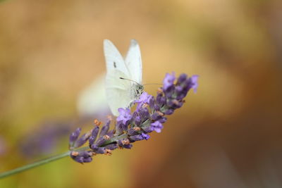 Close-up of butterfly pollinating on flower