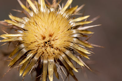 Close-up of wilted flower