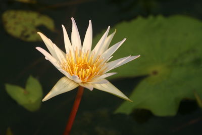 Close-up of water lily