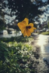 Close-up of yellow flower blooming outdoors