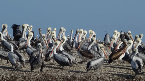 Flock of birds on the land