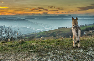 Horse on field during sunset