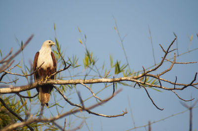Low angle view of bird perching on tree against sky