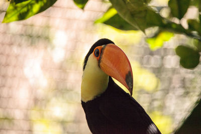 Close-up of bird