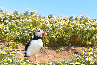 Bird perching on a yellow flower