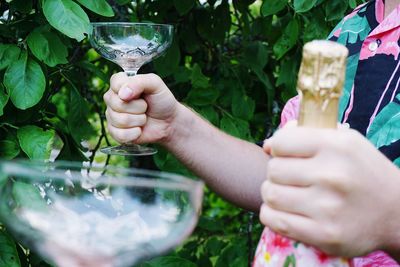 Close-up of hand holding glass of plant