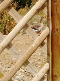 View of a cat looking through fence
