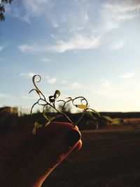 Close-up of hand holding twig against sky