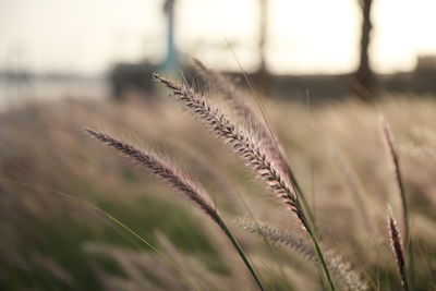 Close-up of stalks in field