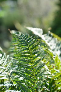 Close-up of green leaves on tree in forest