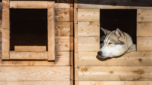 White dog looking away through window