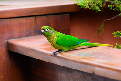 Green parrot perching on wood