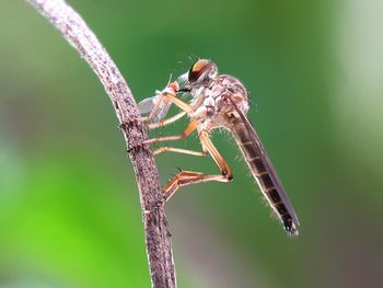 Close-up of insect on leaf