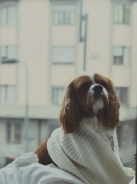 Dog sitting open window