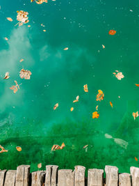 Top view of wooden path on idyllic green lake with fall leaves on water surface.