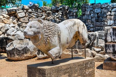 View of an animal on rock