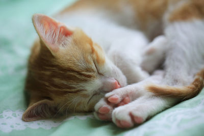 Close-up of cat sleeping