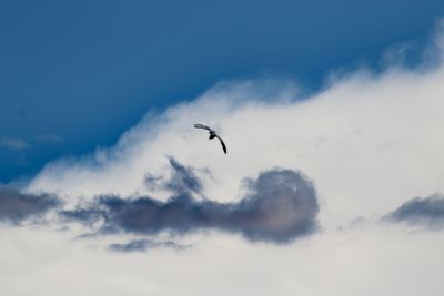 Low angle view of bird flying in sky