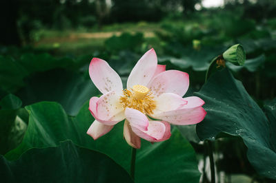 Close-up of pink water lily