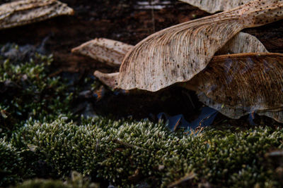 Close-up of mushrooms growing on field