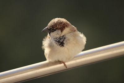 Close-up of bird perching on railing