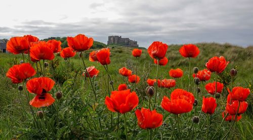 Close-up of red poppy flowers on field against sky