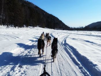 Dogs walking on snow covered landscape