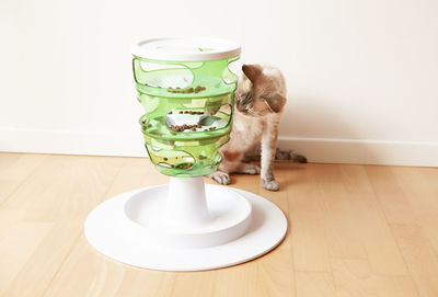 Cat playing with slow feeder toy - green color tree tower. catching dry food with the paw.  