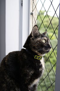 Close-up of black cat looking away