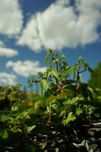 Close-up of plants against cloudy sky