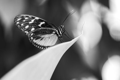 Close-up of butterfly on a leaf