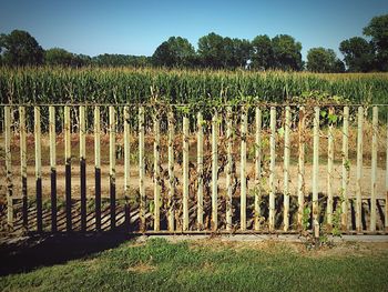 Scenic view of vineyard against sky