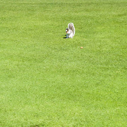 Squirrel eating food on the green grass