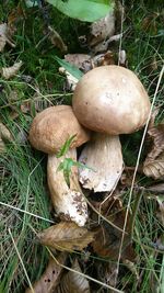 mushroom
