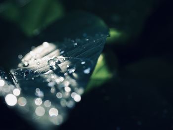 Close-up of water drops on leaf against black background