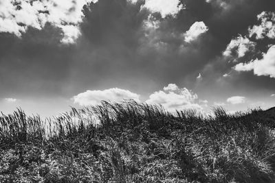 Low angle view of trees on field against sky