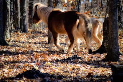 Side view of horse standing on land