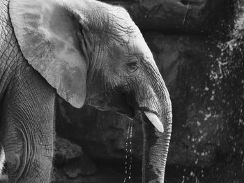 Close-up of elephant standing against rock