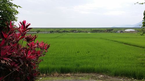 Scenic view of agricultural field against sky